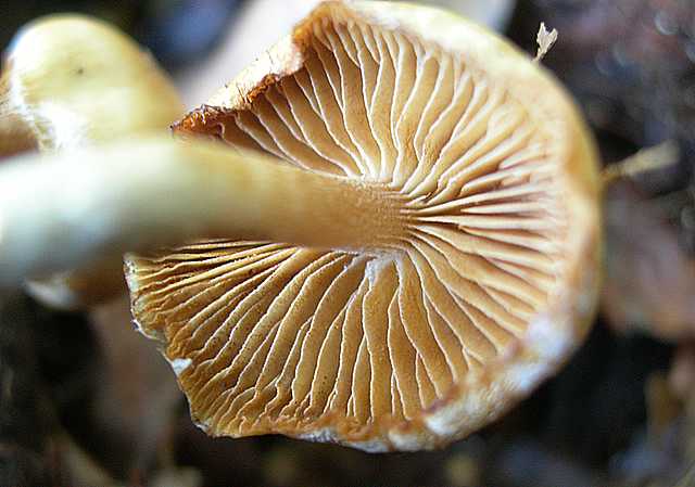 Galerina stylifera   (G.F. Atk.) A.H. Sm. & Singer
